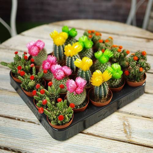 Cactus Aromaticplants