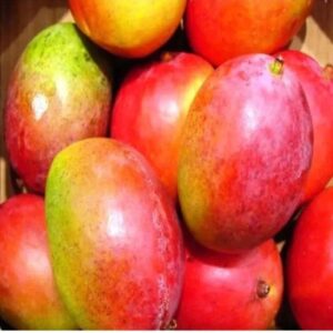 Gulab Khaas Mango Grafted Live Plant Gulabkhas mango tree 1-1.5 Feet height