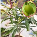 Subarnarekha Mango Plant Suvarna rekha mango(Grafted plant)- Thriving Tropical Fruit Tree for Your Garden