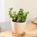 Indoor Plants