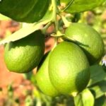 All time sadabahar Kagzi Nimboo, Lemon Tree (air layering) - Plant