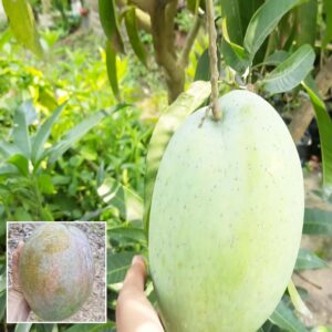 4KG Variety Mango plant Grafted Aam Fruit Live Plants & Tree(1.5-2 Feet Size)