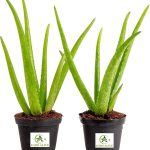 AGRO ALIVE Aloe Vera (2 Pack), Live Succulent Plant, Easy Care Indoor Houseplant in Grower Pot, Natural Room Air Purifier in Soil, Living Room or Office Décor, New House Warming Gift, 12-Inches Tall