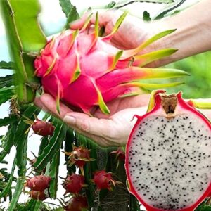 AGRO ALIVE White dragon fruit plant hybrid varity white dragonfruit plant pack of 1 plant 6-10 inches plant