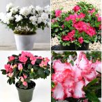 AGRO ALIVE Azalea Flower Plant (Multicolor) for Indoor Garden,1 live plant in grow bags