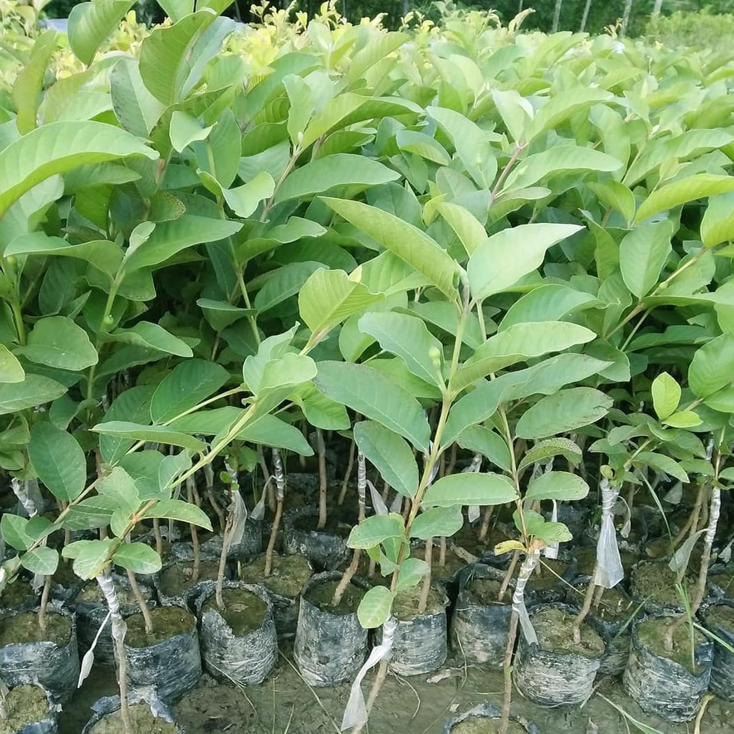 AAA