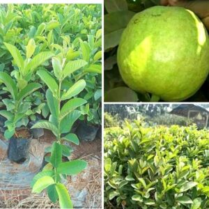 Baruipur Guava Plant Fruit Tree Amrud Rare Apple Guava (White Color in Sight) alltime Guava Plant