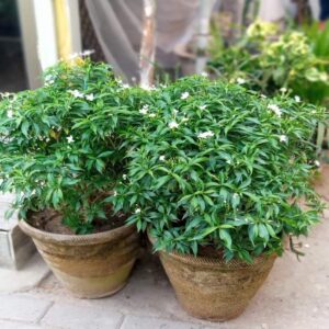 Dwarf Crape Jasmine - Chandini nandyarvattam Live Plant in growbag