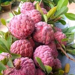 Red Custard Apple Plant Exotic Fruit Tree for Your Garden (grafted plant)