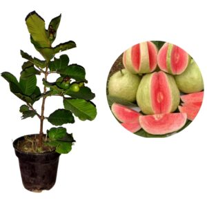 Red Diamond Guava plant in pot (1.5-2 feet height)