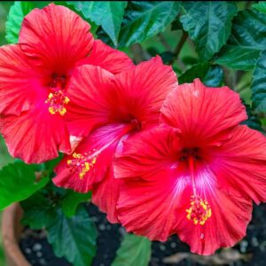 Red Hibiscus flower plant/Chinese Hibiscus/China Rose Gurhal 1 Live Healthy Dwarf Medicinal Flower Plant