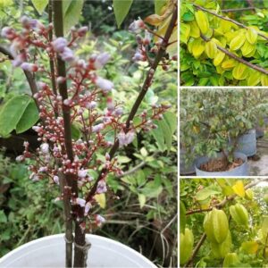 Sweet Carambola Star Fruit plant Thailand Variety (1-2 Feet Grafted plant)