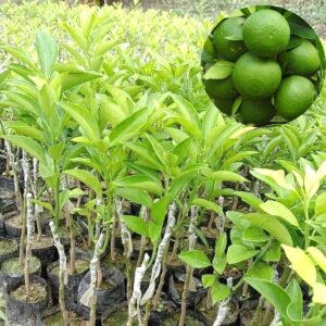 Bari Malta 1 grafted Plant , Sweet Malta Lemon or Also Known as Paisa Malta.