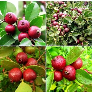 Dwarf Red Strawberry Guava Exotic Live Plant (1 airlayered Plant)