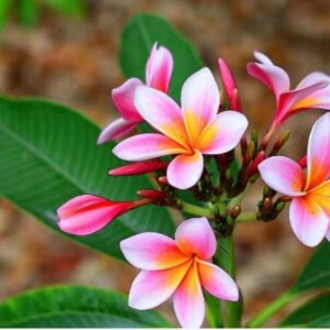 Pink Plumeria/champak/champa/Kath chapa flower plant