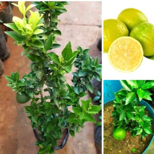Dwarf sweet Mosambi, Moosambi plant(1 feet) Fruit Plant