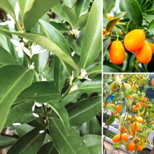  Sweet Lemon plant Kumquat lemon plant(Grafted) - Fruit Plants & Tree