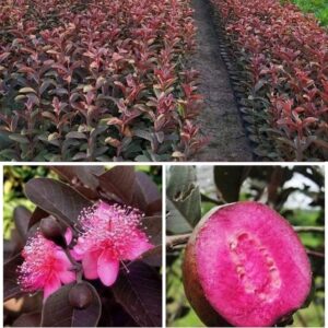 Poly guava or black guava Amrud plant