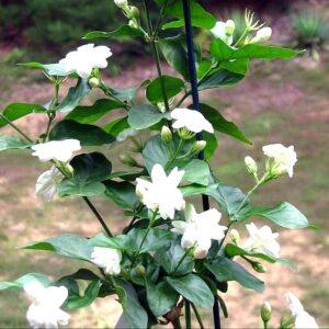 Jasmine Mogra live flower Plant