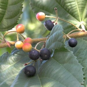 Phalsa Falsa Berry Fruit (Air Layering) Live Plants & Trees(1-1.5 Ft Size)