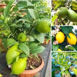 Live All Season Gandharaj Lemon, (Big Nimbu) Air Layered Fruit Plant