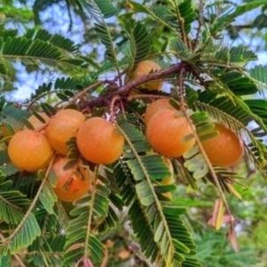 Red Nelli Red Amla Plant Lal Amloki Grafted plant Live Fruit plant Medicinal Plant 1-1.5 ft plant