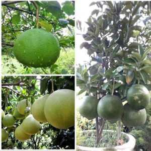 Thai Pomelo Citrus lemon" KAMBILI NARANGA" - High Yield" Batabi Lemon" Fruit 1 Live Plant
