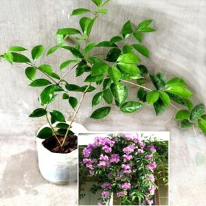 Garlic Vine Live Flowering Plant Outdoor Garden Balcony Flowering Natural Creeper Low Maintenance plant in growbag