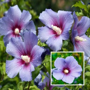 Purple Colour Hibiscus plant Joba Gudhal Flower Live Plant 1-1.5 feet plant