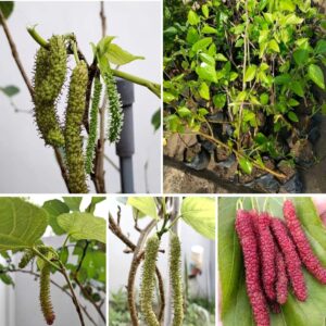 Pakistani Long Mulberry plant black long mulberry plant (grafted plant)