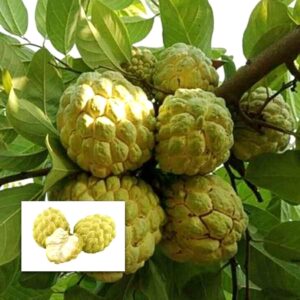 Super Golden Custard Apple plant/Sitaphal sitaphol Grafted live Plant