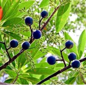 Rudraksha Tree/Himalayan Prayer Beads (Elaeocarpus ganitrus) Live Plant 1.5-2 ft