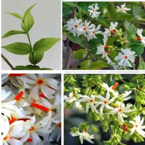 Parijat Nyctanthes arbor-tristis, Night flowering jasmine, Harshringar, Parijatak seuli Flower live plant