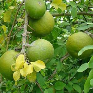 Thai Bel Tree, Bilva Patra, Bel Patra Air layered bell Live Plant Produce Big Size Fruit within 1 year