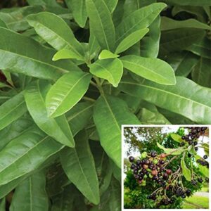Sarva Sughandhi Pimenta Dioica (Myrtaceae) All Spice Pimento Tree Sarvasugandhi Plant Meat masla plant (1 Healthy Live Plant)