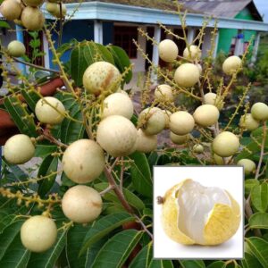 Snow White Longan Dragon Eye Longan Grafted Fruit Live Plant (1-2 Feet Height)