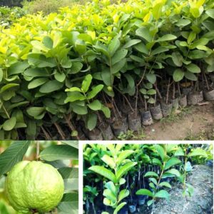 VNR Guava Amrood Fruit plant (Grafted) Live Plants & Tree(1-1.5 Ft Size)