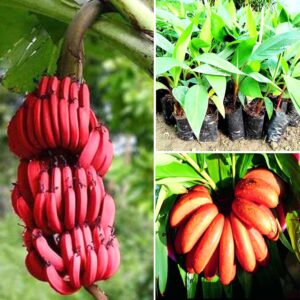 Red banana plant Malayasian Red Banana Plant -Tissue Cultured plant