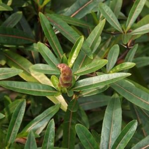 Bishalyakarani Plant Hophead Plant Tridax procumbens Kanphuli Jayanti Veda, Hop-Headed Barleria, Hophead Philippine Violet, Snake Bush, Kanta Bishalyakarani, Ayurvedic Medicinal Plant
