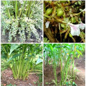 Live Kerala Green Cardamom Choti Elaichi Spice Plants For Home Garden 1 live plant
