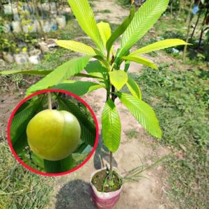 Elephant Apple plant Chalta Dillenia Indica Fruit Live Plants & Tree
