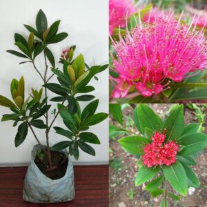 First Love Flower Plant (Pink) firstlove flower plant Height 1-1.5 Feet
