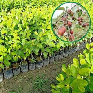 Red sundari Apple BER jujube Fruit Live grafted Plant