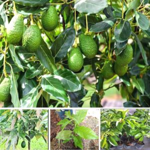 Rare Hybrid Hass Variety Avocado Grafted Live Plant