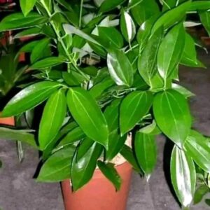 Indian Bay Leaf Plant Tejpatta Spice Plant 1 Live Plant