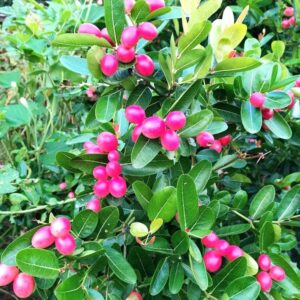 Rare Karonda, koromcha, Carandas, Carissa Carandas Live Grafted Plant with polybag