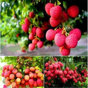 Air Layering China 3 Litchi plant, (CHINA 3 Variety) Sweet Tasty Hybrid Litchi Plant. Pack of 1