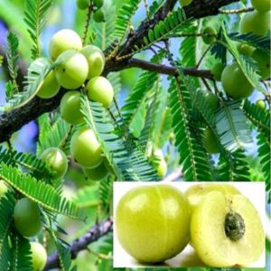 Green Variety Amla Gooseberries Amlaki Fruit Grafted Live Plants & Tree(1-1.5 Ft Size)