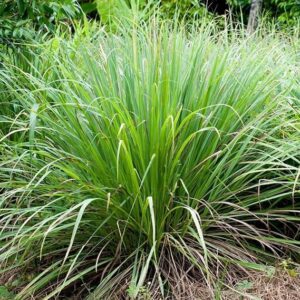 Lemon Grass Live Plant in growbag west Indian lemongrass plant