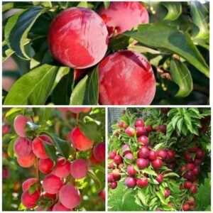 Plum Plant Live Aloo Bukhara/Alpakoda Pazham Fruit Plant (1 Healthy Live Plant)